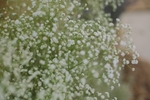 荞麦花