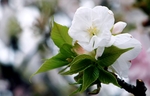 小白花