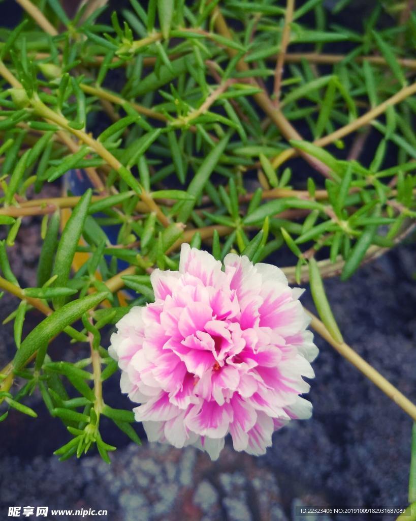 牡丹花