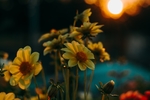 小黄花