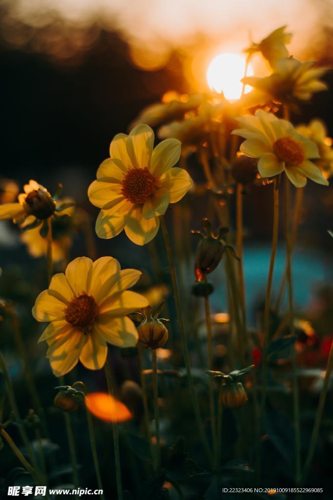 小黄花