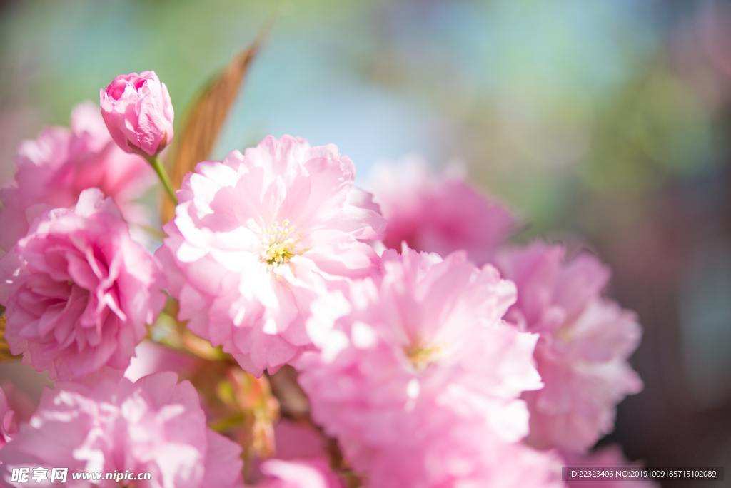 花卉
