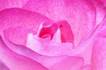 花卉