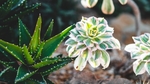 花卉