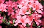 花卉