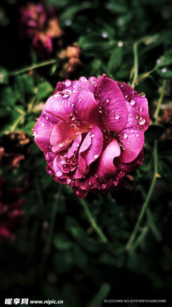 花