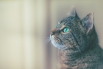 猫咪