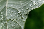 水珠