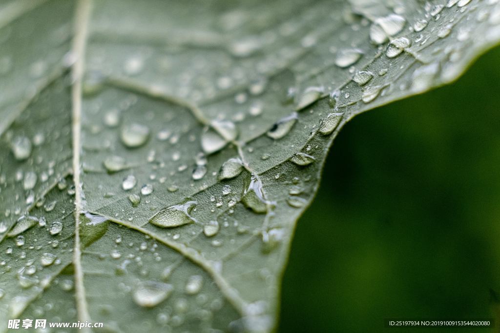 水珠