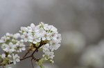梨花
