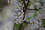 梨花