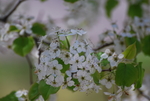 梨花