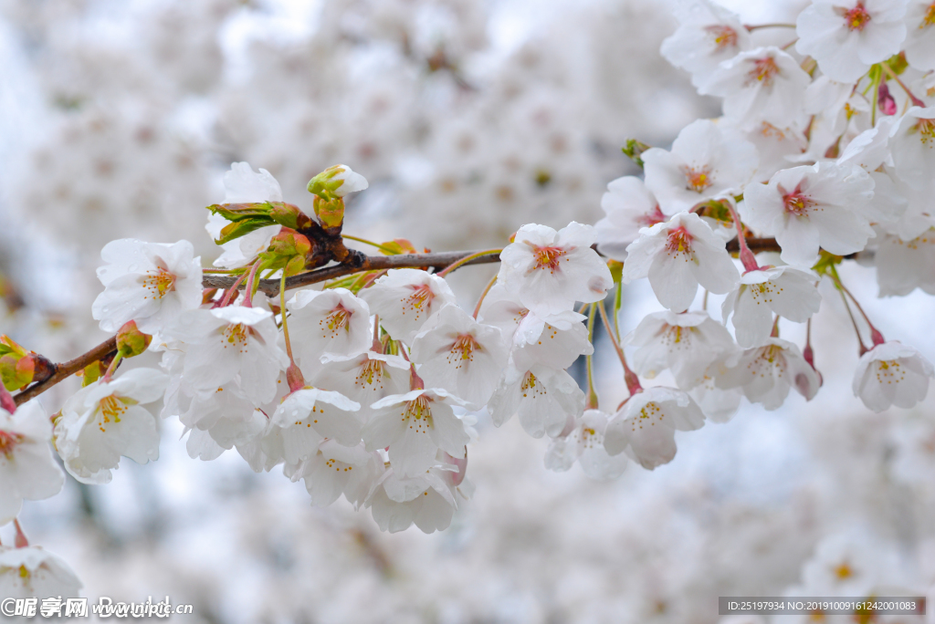梨花