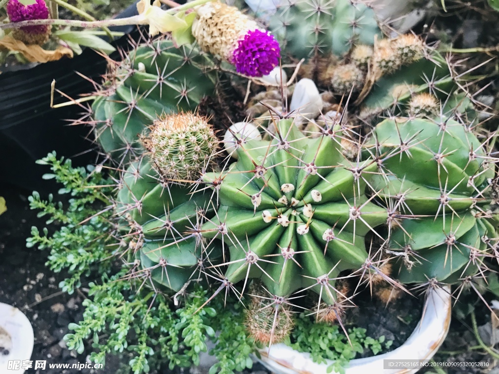 植物