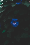 牵牛花