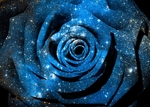 玫瑰星空