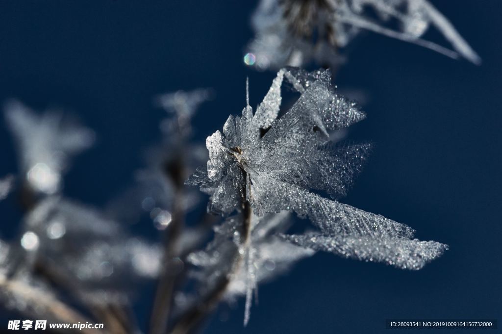 霜 雪花