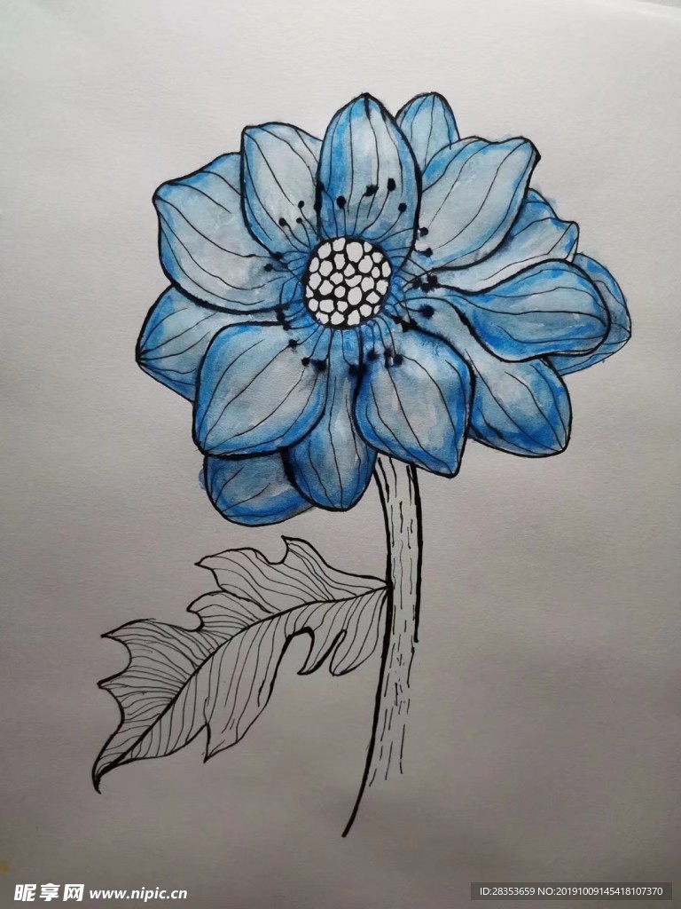 蓝色花朵线描