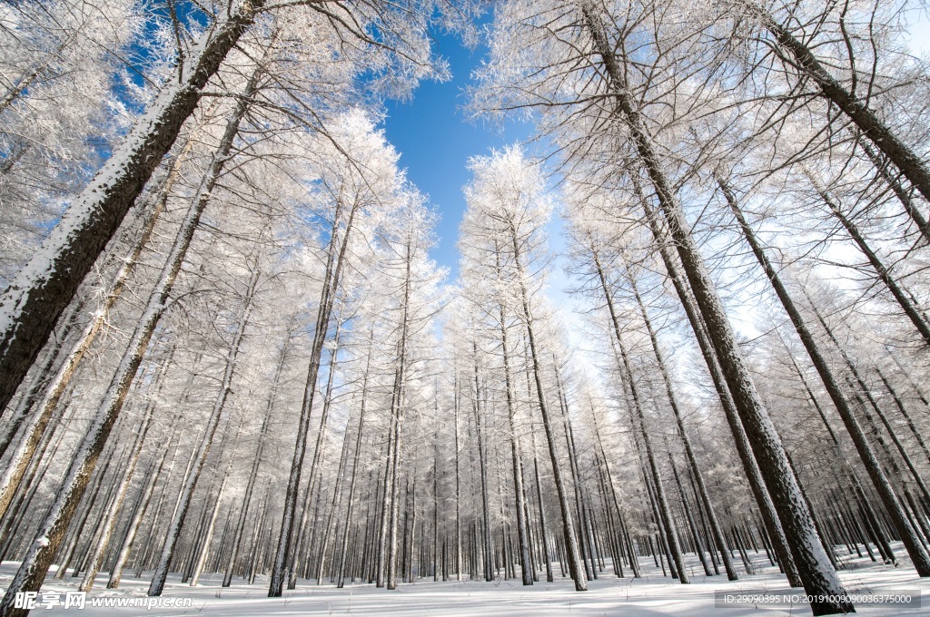 冬雪