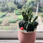 仙人掌