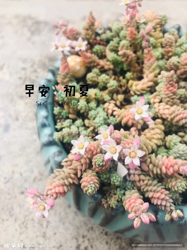 多肉植物