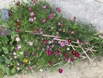 波斯菊