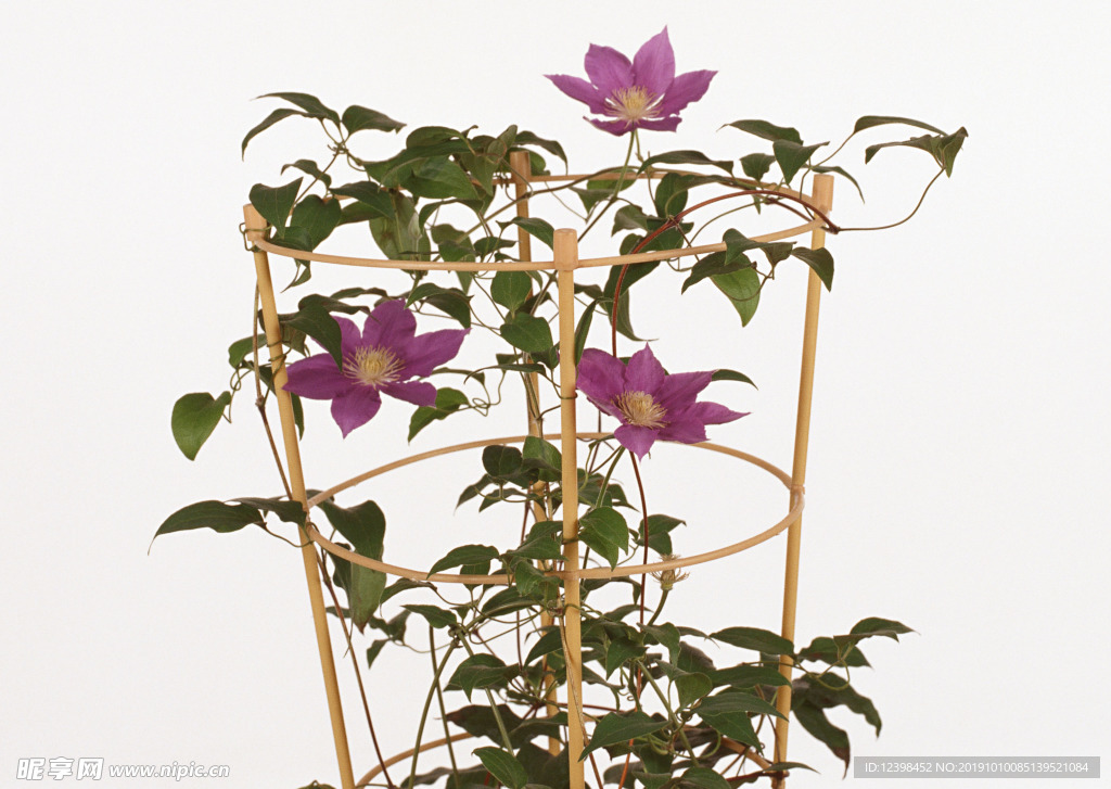 紫色鲜花