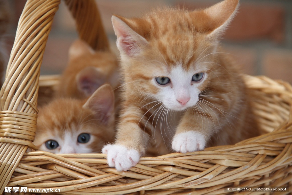 可爱的猫咪