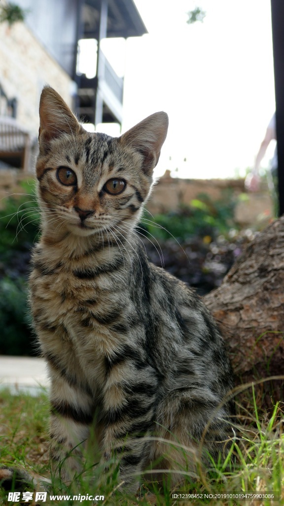可爱的猫咪