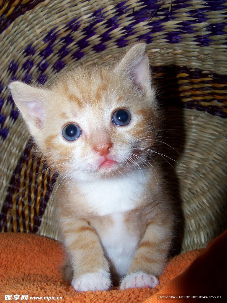可爱的猫咪