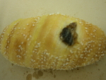 香提面包