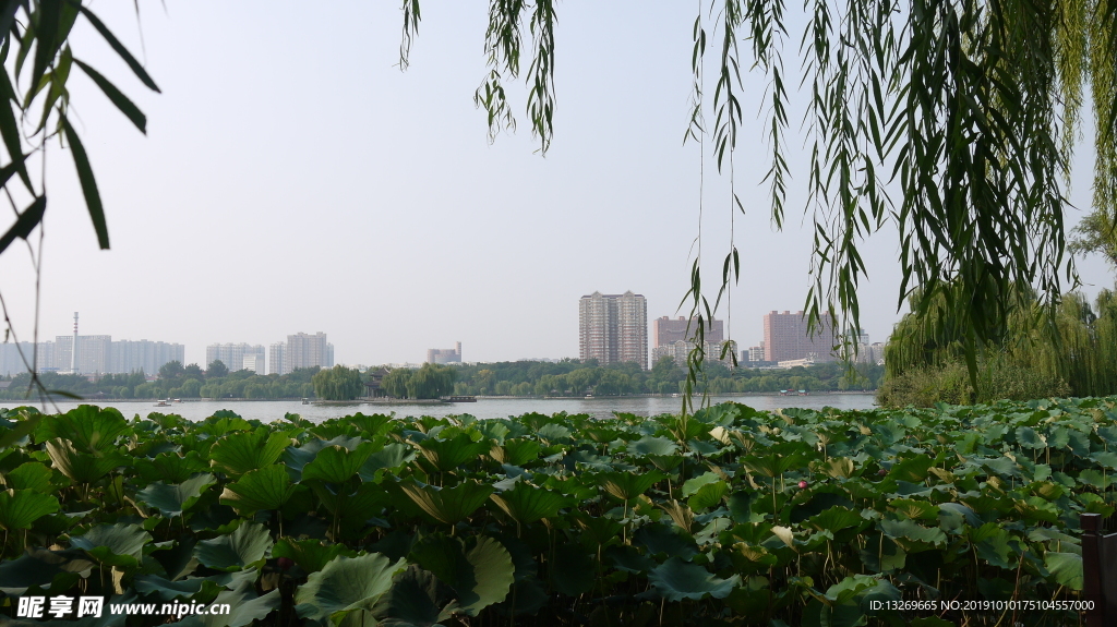 大明湖   湖面   泉城