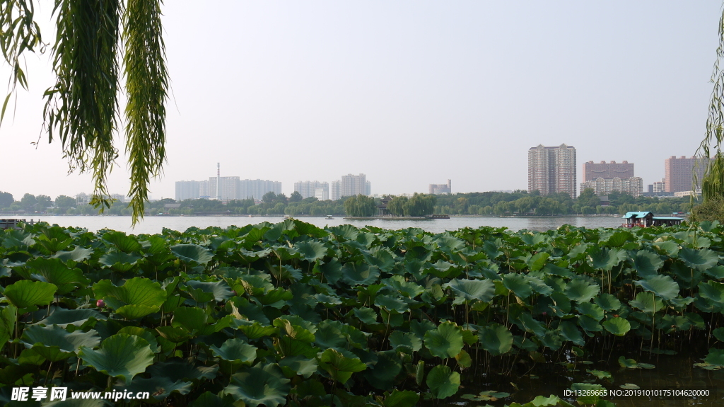 大明湖   湖面   泉城