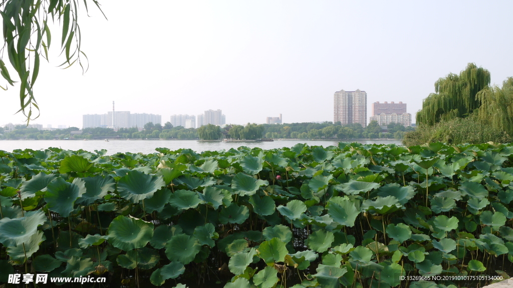 大明湖   湖面   泉城