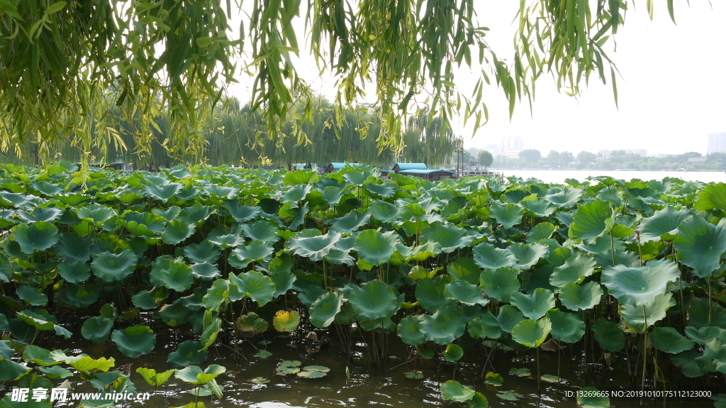 大明湖   湖面   泉城