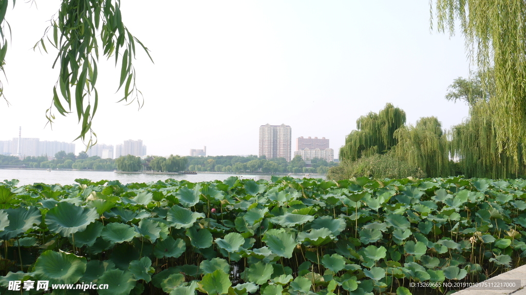 大明湖   湖面   泉城