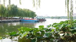 大明湖   湖面