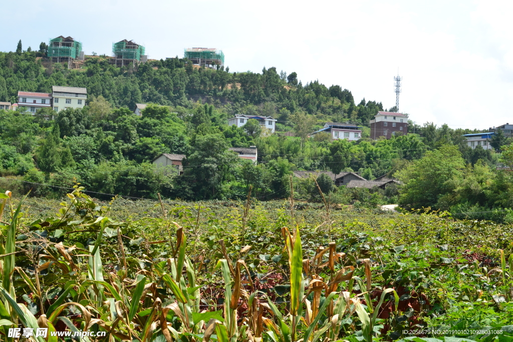 农田