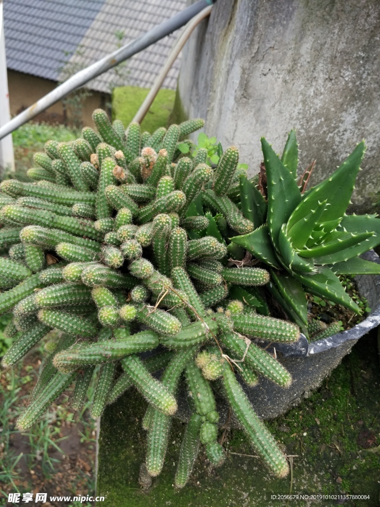 仙人柱