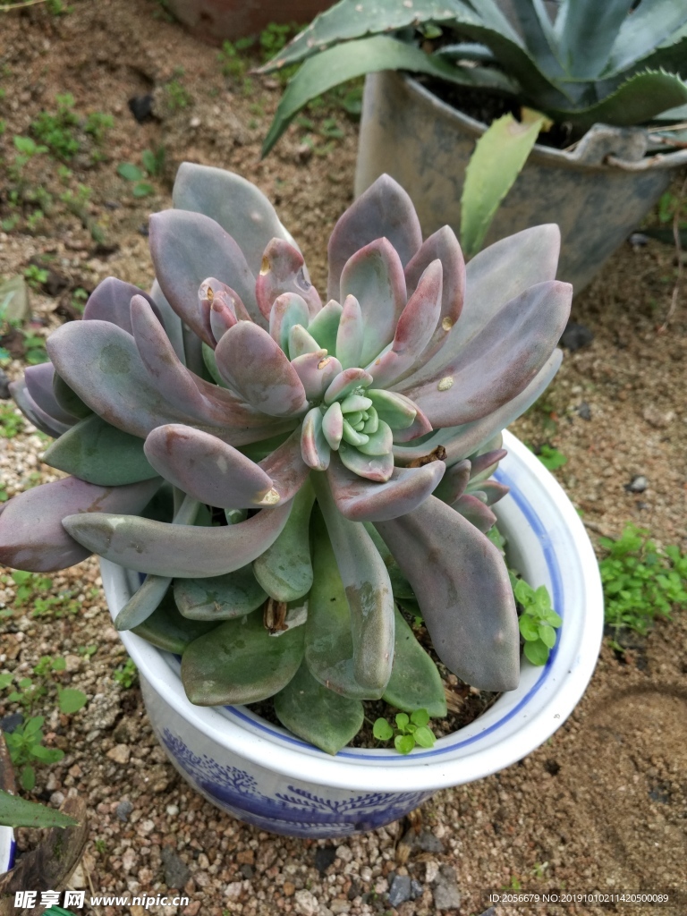 多肉植物