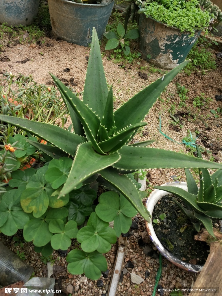仙人掌