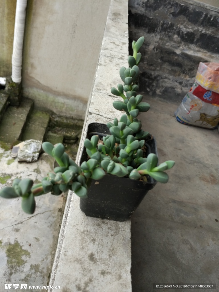 多肉植物