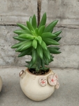 多肉植物
