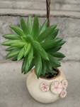 多肉植物