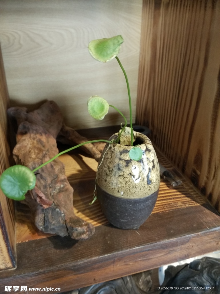 铜钱草