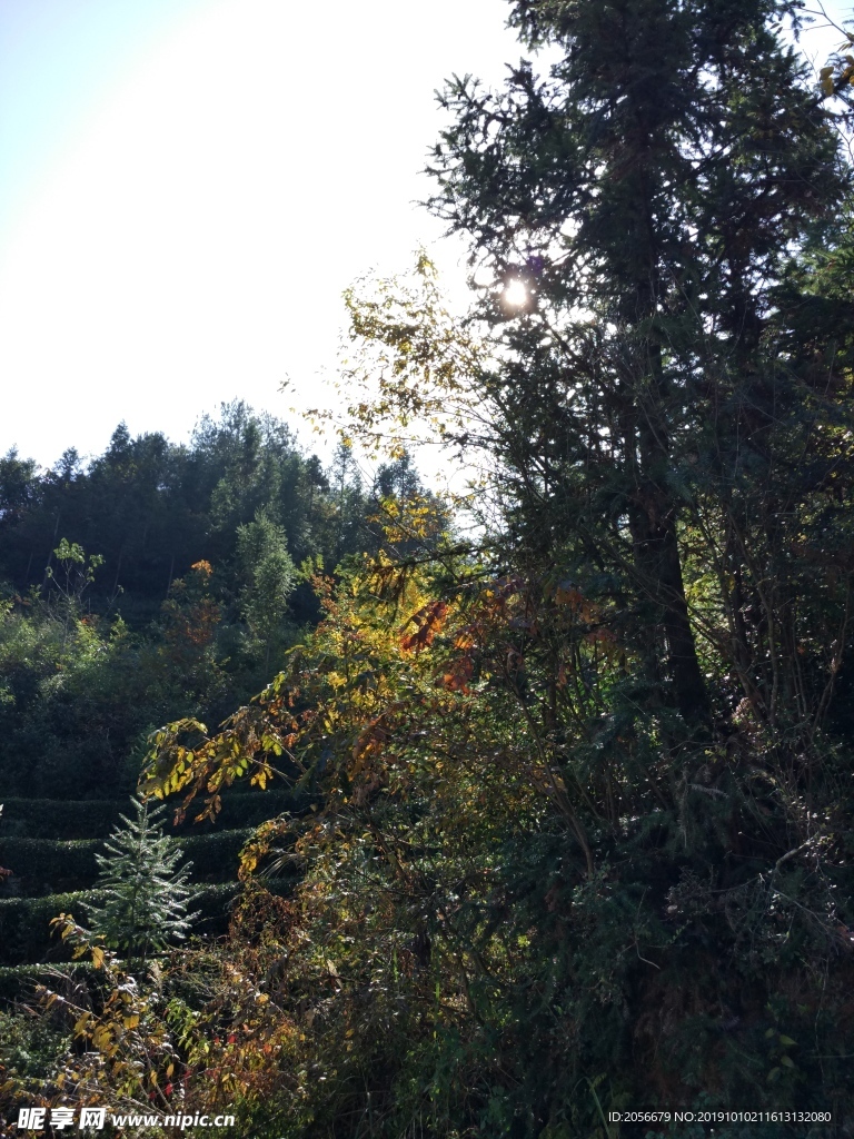 山林