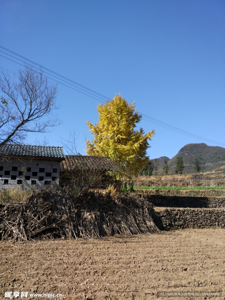 房屋银杏树