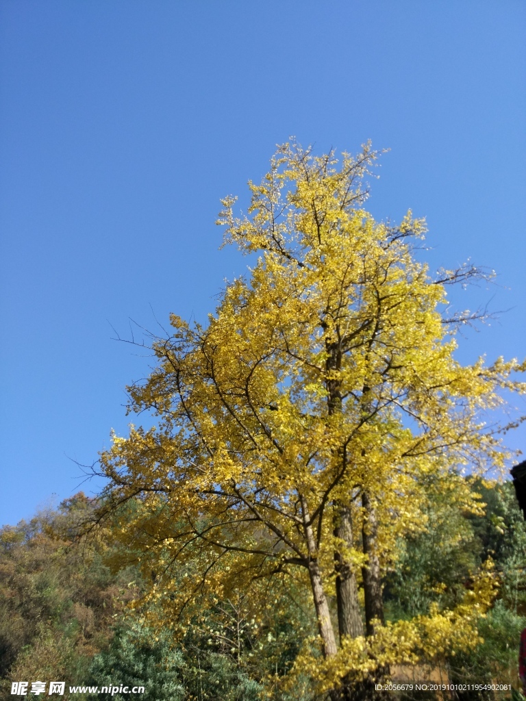 银杏树