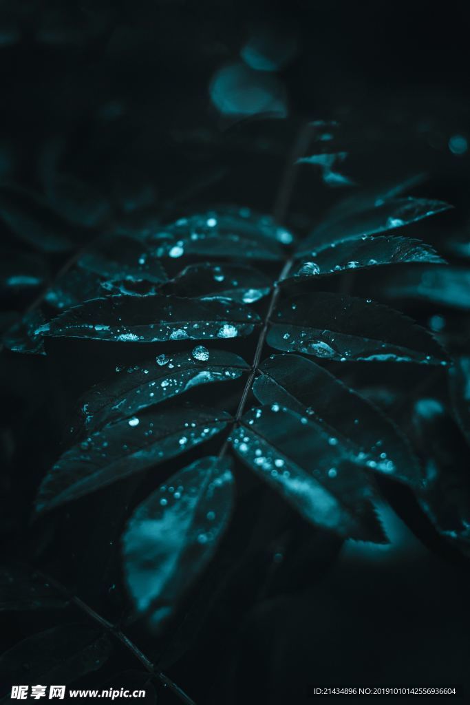 叶子-节气