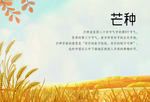 明信片-芒种
